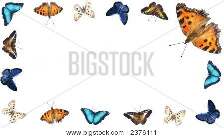 Varicoloured Butterflies