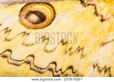 Detailed macro photo of a wing of Loepa megacore moth
