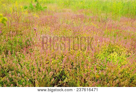 Thymus Serpyllum, Known As Breckland Thyme, Wild Thyme Or Creeping Thyme On The Summer Meadow