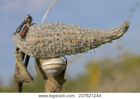 The Fruit Cotton And Insect, Snail On The Ice. Sunbathing In 
 The Spring Sun.the Spines On The Frui