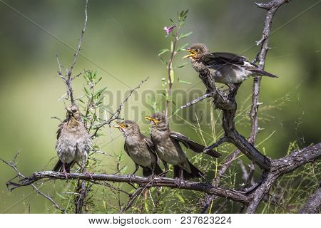 Wattled Starling In Kruger National Park South Africa ; Specie Creatophora Cinerea Family Of Sturnid