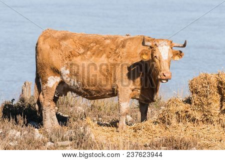 Mighty Cows On A Dung Heap In Spain