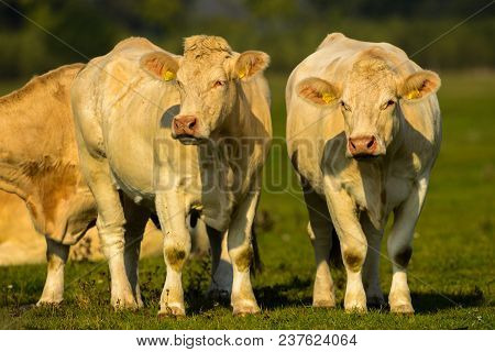Mighty Cows On A Green Meadow In Germany