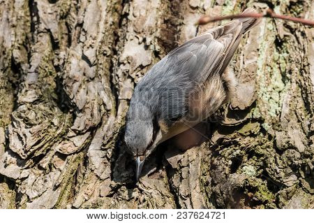 Eurasian Or Wood Nuthatch Sitta Europaea Looking For Food On A Branch