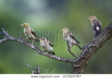 Wattled Starling In Kruger National Park South Africa ; Specie Creatophora Cinerea Family Of Sturnid
