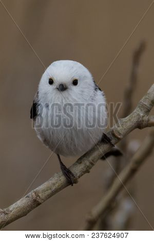 Long-tailed Tit Aegithalos Caudatus Sitting On A Branch In Germany