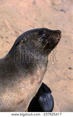 Cape Fur Seal (arctocephalus Pusillus) Cape Cross, Namibia, Africa