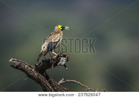 Wattled Starling In Kruger National Park South Africa ; Specie Creatophora Cinerea Family Of Sturnid
