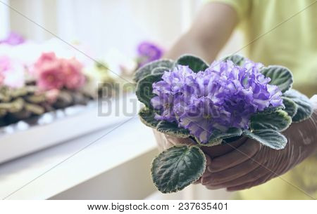 Transplant Flowers In Pots. Florist Transplant Small Violets. Growing Violet- How To Grow Violet.