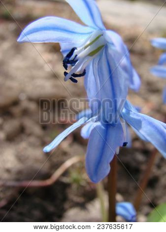Blue Flowers Of The Scilla Squill Blooming In April. Bright Spring Flower Of Scilla Bifolia Closeup 