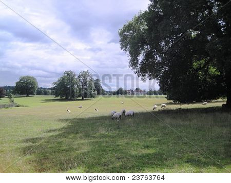Romantiska betesmark i England