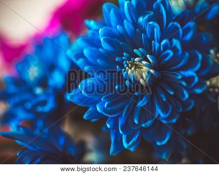 Beautiful Blue Flowers, Close-up