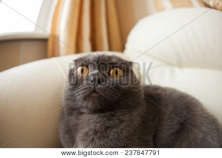 Funny Gray Scottishfold Cat Sitting On Sofa And Looking Up - Domestic Pets Concept.