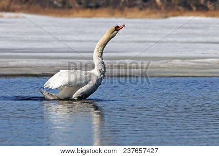 A Beautiful White Swan Flaps Its Wings And Swims In The Blue Lake In Early Spring