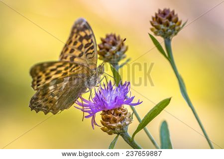 Silver-washed Fritillary (argynnis Paphia) Butterfly Perched On Flower Of Brown Knapweed (centaurea 