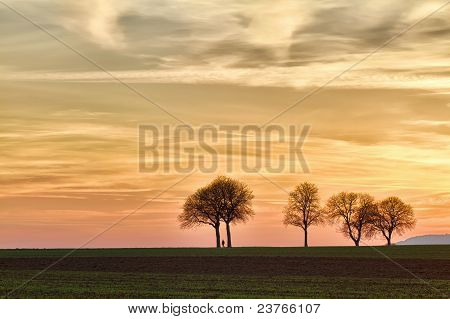 Alberi al tramonto con walker Pfalz Germania