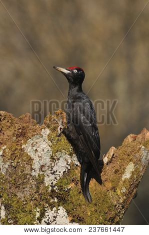 Black Woodpecker, Dryocopus Martius Perched On Old Dry Branch.