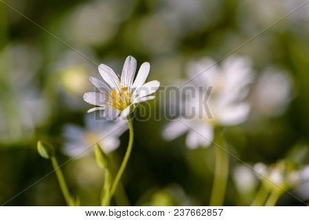 Small Flowers In The Shape Of Asterisks Blossomed In The Spring In The Forest