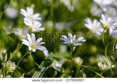 Small Flowers In The Shape Of Asterisks Blossomed In The Spring In The Forest