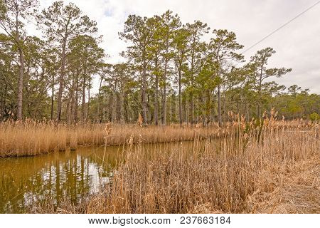 Longleaf Pine Along A Coastal Bayou In The Santee Coastal Reserve In South Carolina