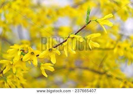 Forsythia Many Yellow Flowers Blossoming In April, Artwork Background Close-up