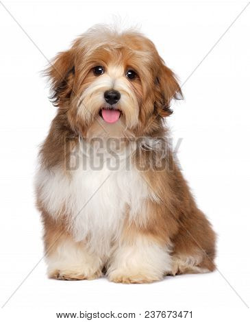 Beautiful Happy Red Parti Colored Havanese Puppy Dog Is Sitting And Looking At Camera, Isolated On W