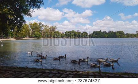 Ducks In The Lakes Of Palermo. January 25, 2017. Buenos Aires - Argentina