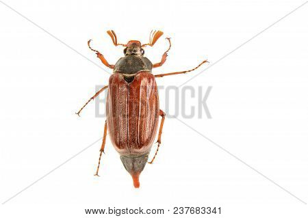 Cockchafer (melolontha Melolontha) On A White Background