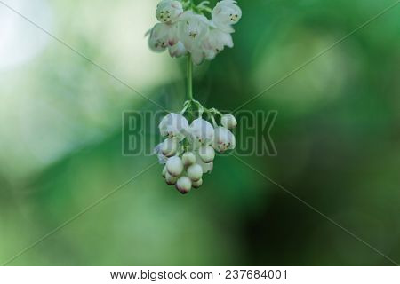 Flowers Of A European Bladdernut