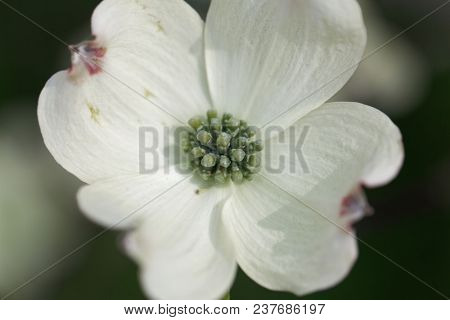 Flowering Dogwood (cornus Florida)