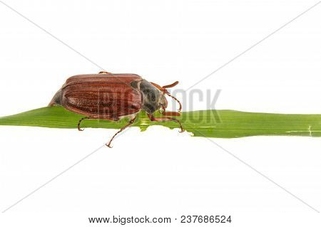 Cockchafer (melolontha Melolontha) On A White Background