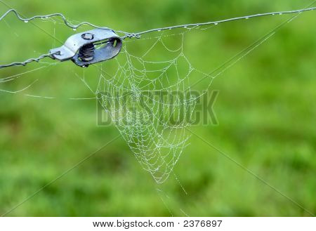 Bir Spiderweb yakın çekim