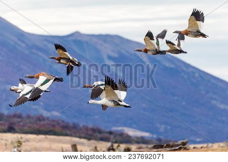 Flock Of Flying Upland Geese In Patagonia, Argentina