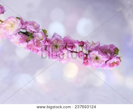 Branches With Pink Flowers Louiseania Triloba On A Blue Background Or Almonds Trilobate