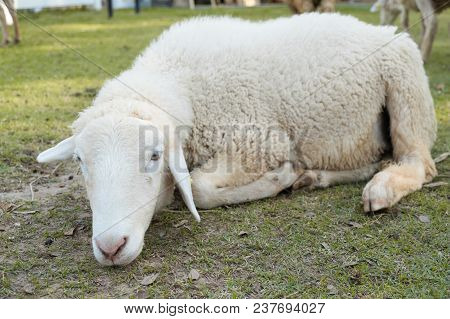 Little White Sheep In Farm In A Sunny Day
