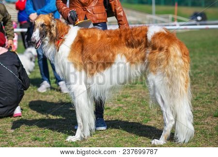 Russian Wolfhound Dog, Borzoi On The Exhibition, Sighthound, Russkaya Psovaya Borzaya, Psovi. Killer