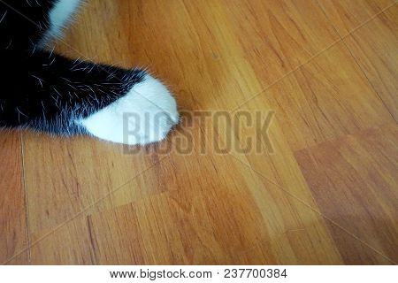 Cat White Paw On The Wood Floor. Space For Text In Template.