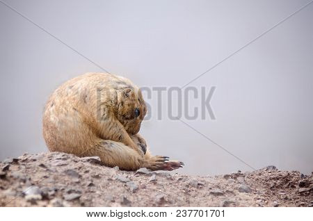 Rodent Of The Mexican Border Seated On The Rocks In A Waiting Position.