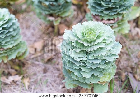 Close Up Beautiful Longlived Cabbage Flower In Garden Background, Pula Tree On Farm.
