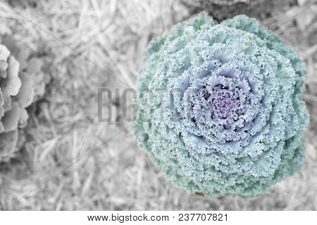 Close Up Beautiful Longlived Cabbage Flower In Garden Background, Pula Tree On Farm.