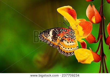 Monarch butterfly (Danaus plexippus) on thunbergia mysorensis, close-up.