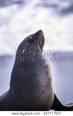 Cape Fur Seal (arctocephalus Pusillus) Cape Cross, Namibia, Africa