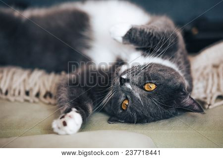 My Lovely Gray Cat Portrait In My Bad Room