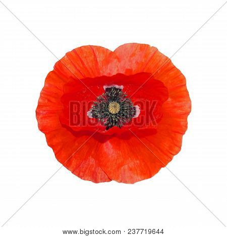 Realistic Red Poppy Flower Isolated On White Background. Vector Illustration Eps 10 File