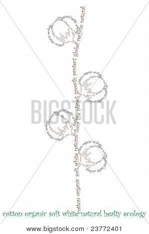 Typograpy Cotton