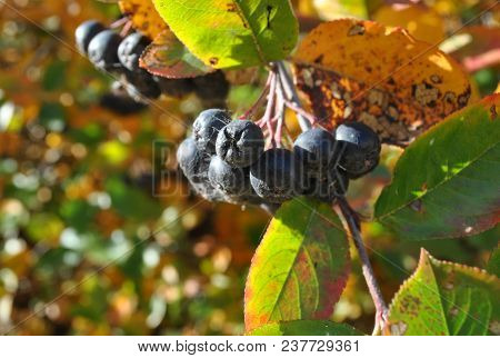 Autumn Landscape Of A Branch With Currant Berries In An Autumn Park