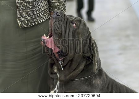 Neapolitana Mastino. Background Of Green Blurry Grass. Space Under The Text. Concept: Parodist Dogs,