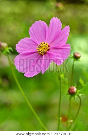Vaaleanpunainen Cosmea (cosmos) kukka