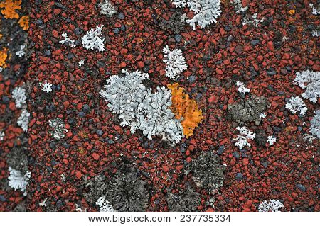 The Lichen Which Grows On A Roof Creates Bright And Unique Abstarktny Patterns