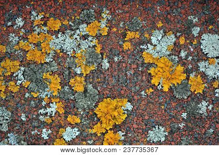The Lichen Which Grows On A Roof Creates Bright And Unique Abstarktny Patterns